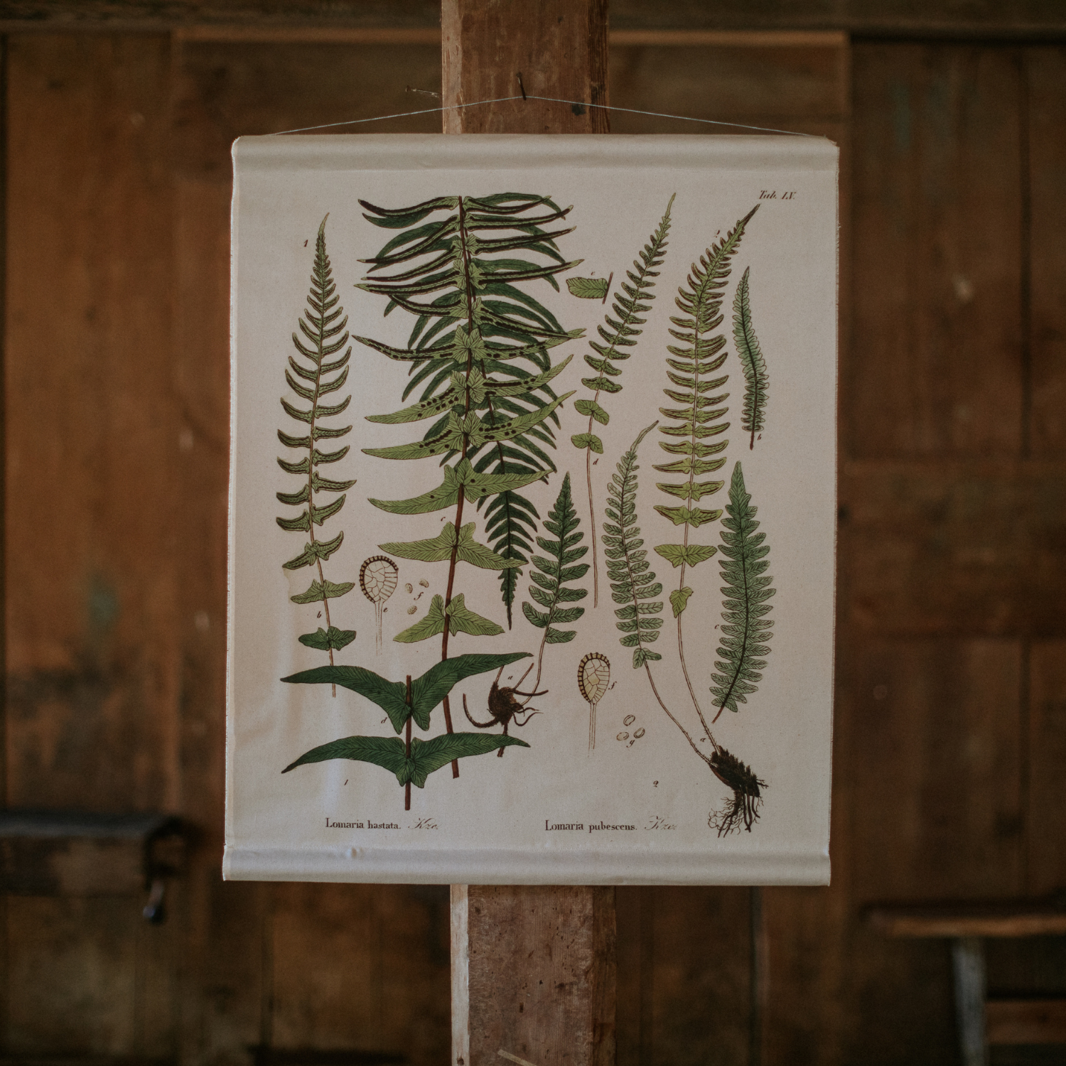 Felt Fern - Canvas Wall Hanging